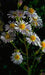 Douglas Aster Seeds (Symphyotrichum subspicatum) - Northwest Meadowscapes