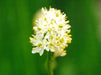 False Asphodel Seeds (Triantha occidentalis) - Northwest Meadowscapes