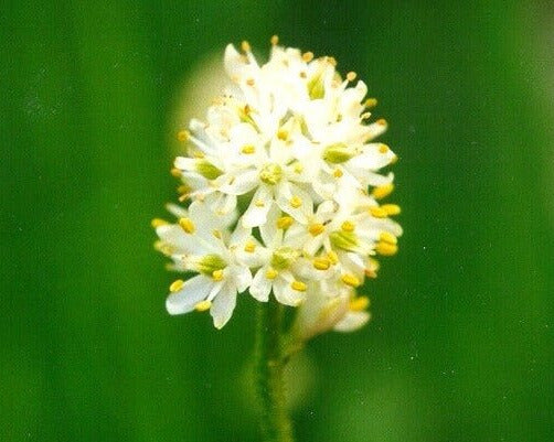False Asphodel Seeds (Triantha occidentalis) - Northwest Meadowscapes