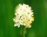 False Asphodel Seeds (Triantha occidentalis) - Northwest Meadowscapes