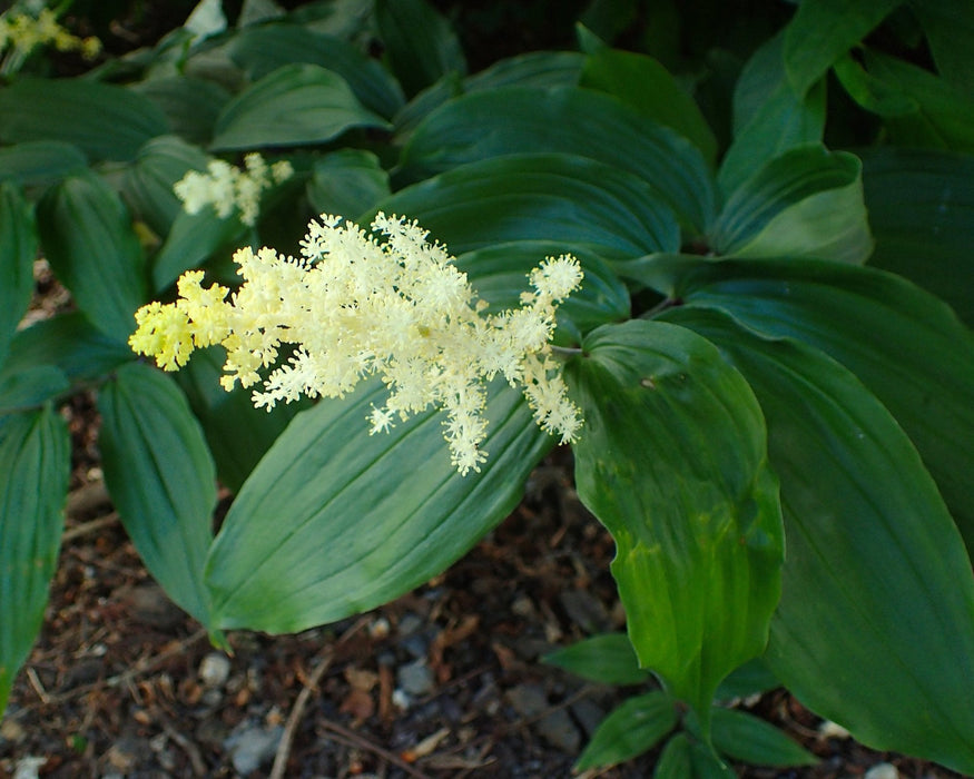 False Solomon Seal Seeds (Maianthemum racemosum) - Northwest Meadowscapes
