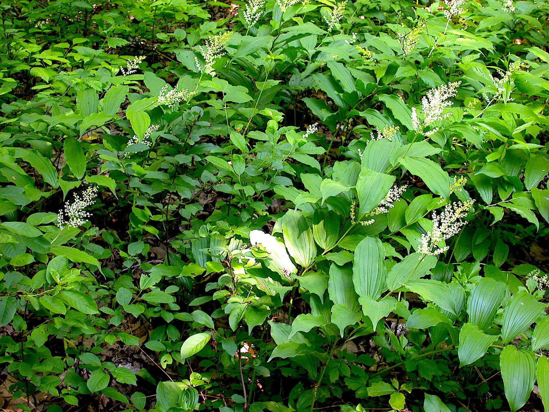 False Solomon Seal Seeds (Maianthemum racemosum) — Northwest Meadowscapes