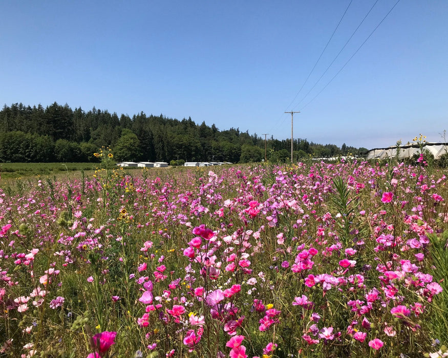Farewell to Spring Seeds (Clarkia amoena) - Northwest Meadowscapes