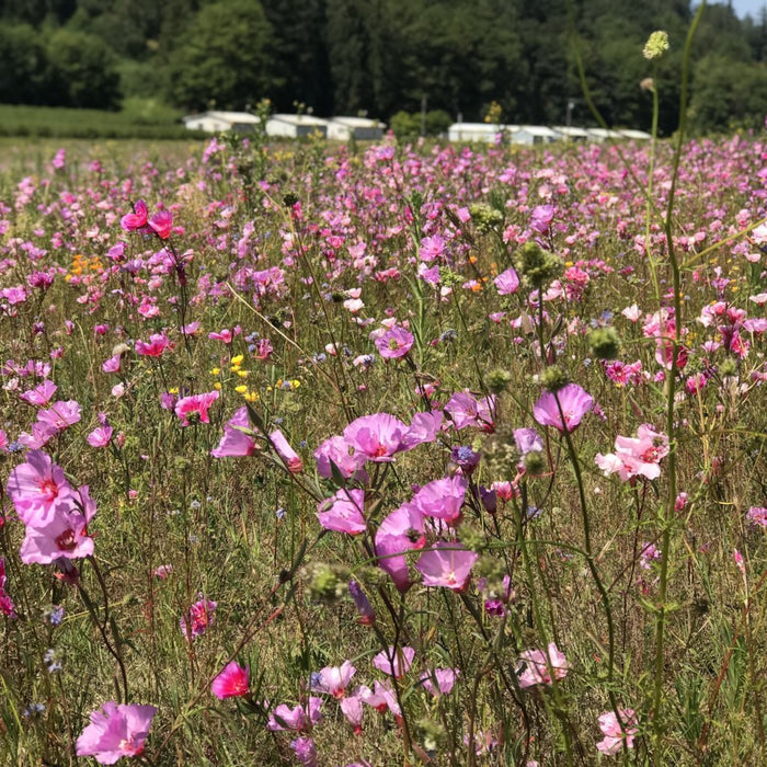 clarkia flower seeds Farewell to Spring Seeds (Clarkia amoena) — Northwest Meadowscapes