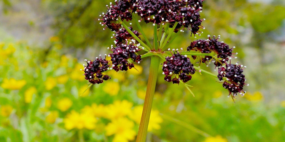 dinkum plant wild seeds Fernleaf Biscuitroot Seeds (Lomatium dissectum) — Northwest Meadowscapes