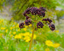 Fernleaf Biscuit Root Seeds (Lomatium dissectum) - Northwest Meadowscapes