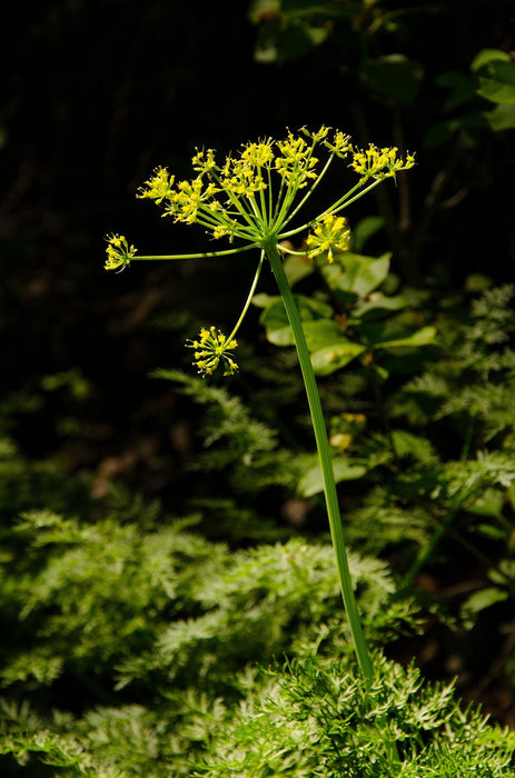 Fernleaf Biscuit Root Seeds (Lomatium dissectum) - Northwest Meadowscapes