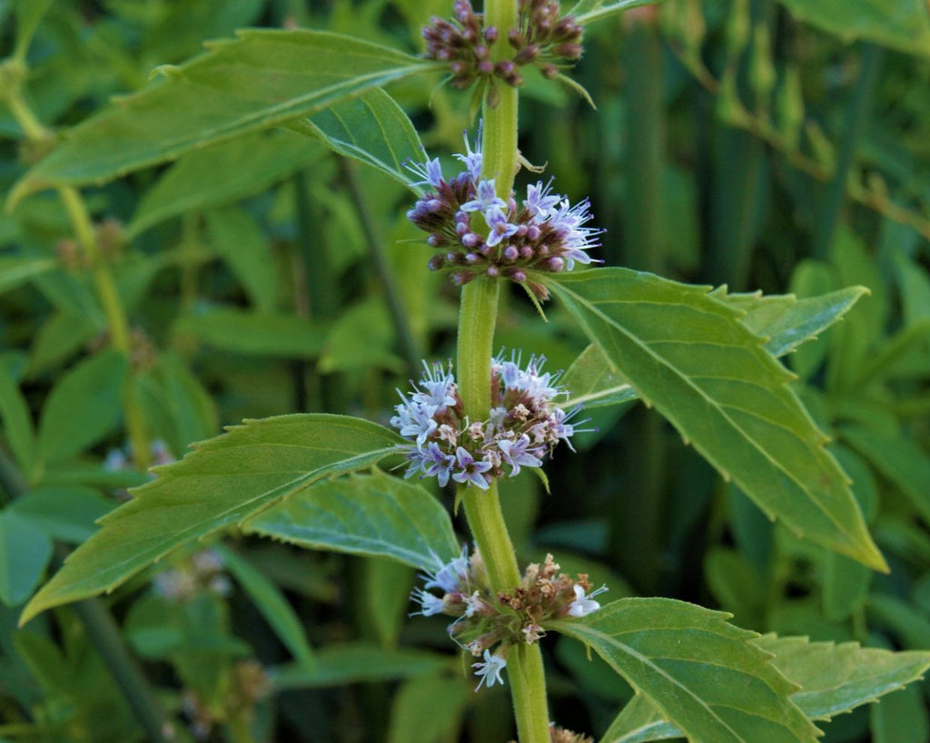 mint seeds on plant Field Mint Seeds (Mentha arvensis) — Northwest Meadowscapes