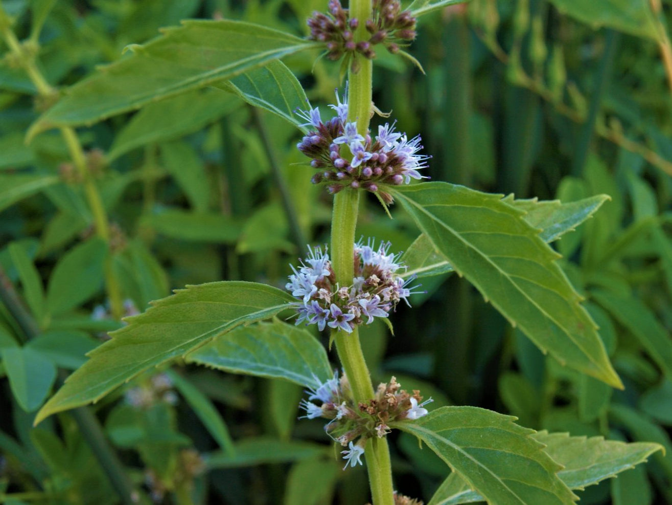 Field Mint Seeds (Mentha arvensis) — Northwest Meadowscapes