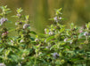 Field Mint Seeds (Mentha arvensis) - Northwest Meadowscapes
