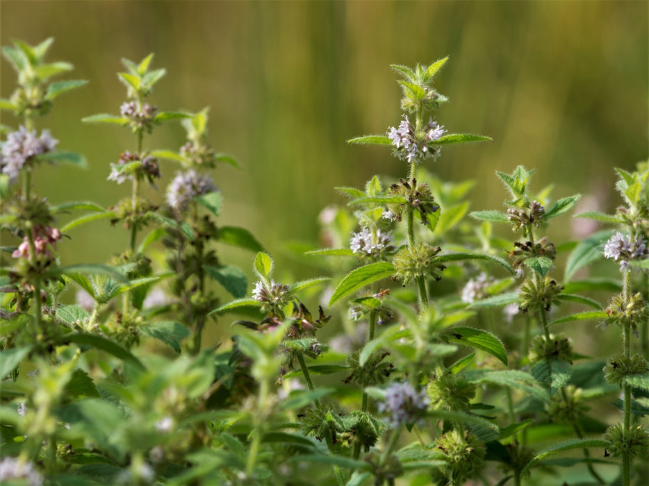mint seeds on plant Field Mint Seeds (Mentha arvensis)