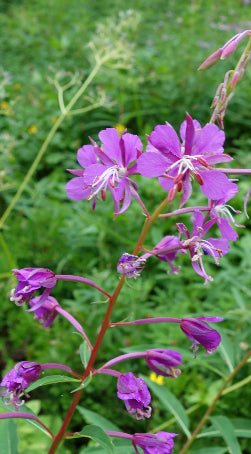 Fireweed Seeds (Chamaenerion angustifolium) - Northwest Meadowscapes
