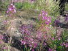 Fireweed Seeds (Chamaenerion angustifolium) - Northwest Meadowscapes