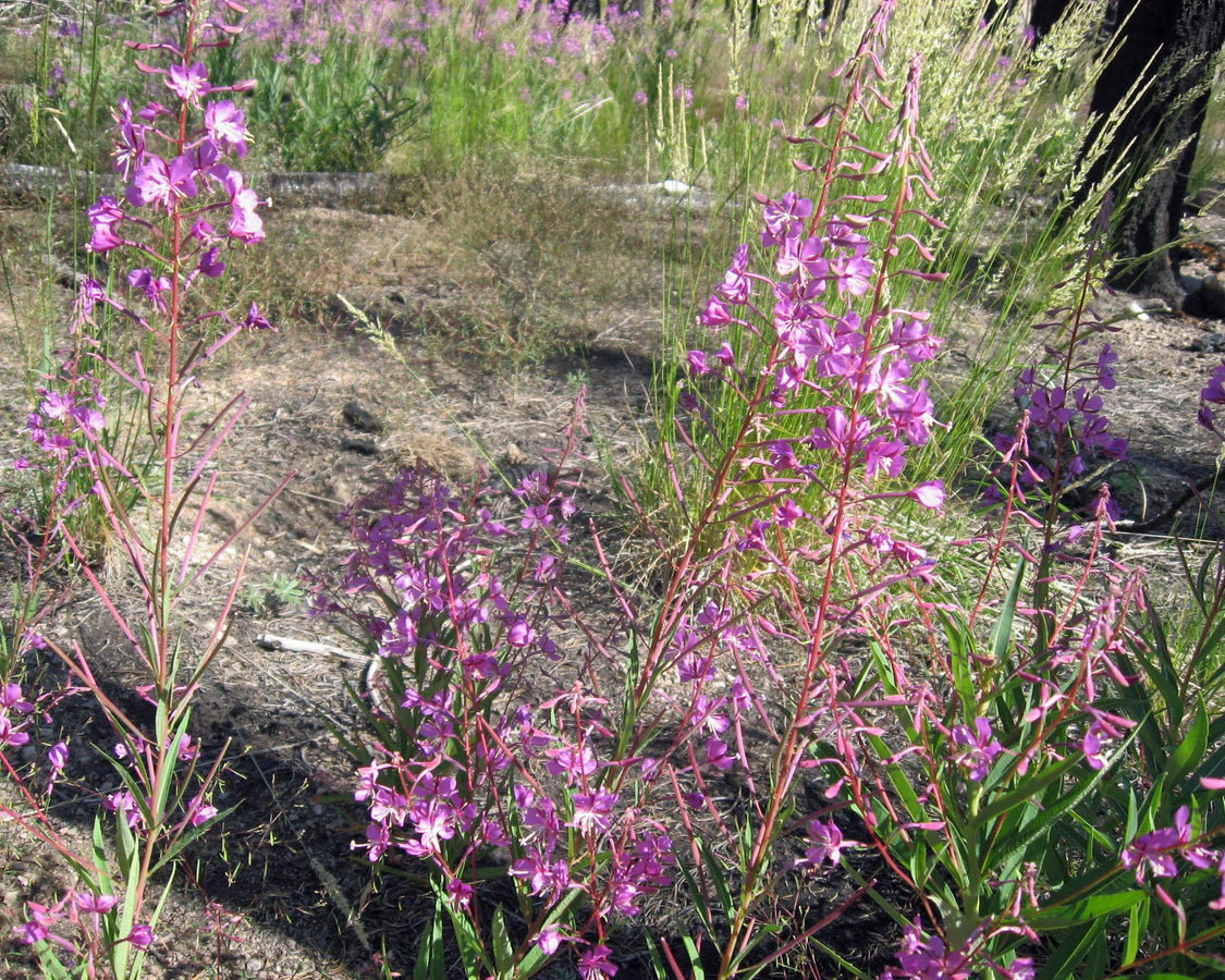 thumbnail image 2 of Fireweed (Epilobium Angustifolium ) - Earthbeat Seeds 2 of 14