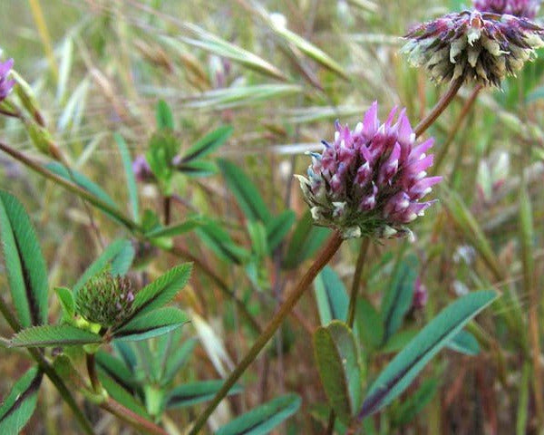 plant clover seed Foothill Clover Seeds (Trifolium cilolatum)