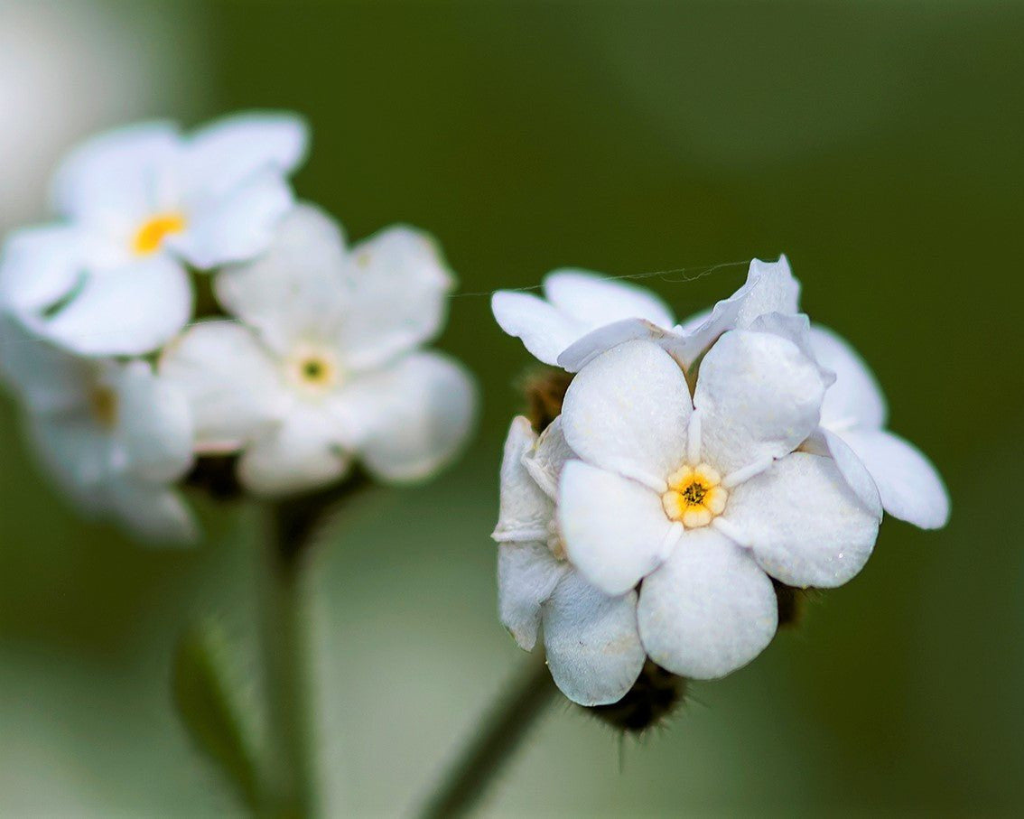 Fragrant Popcorn Flower Seeds (Plagiobothrys figuratus