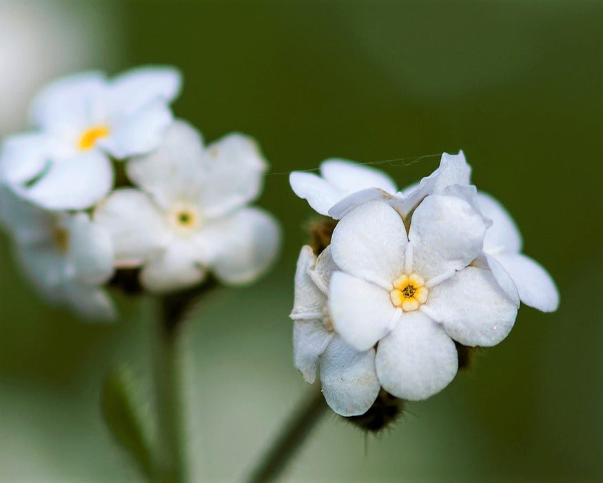 fragrant flower seeds Fragrant Popcorn Flower Seeds (Plagiobothrys figuratus) — Northwest Meadowscapes
