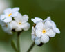Fragrant Popcorn Flower Seeds (Plagiobothrys figuratus) - Northwest Meadowscapes