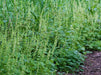 Fringecup Seeds (Tellima grandiflora) - Northwest Meadowscapes
