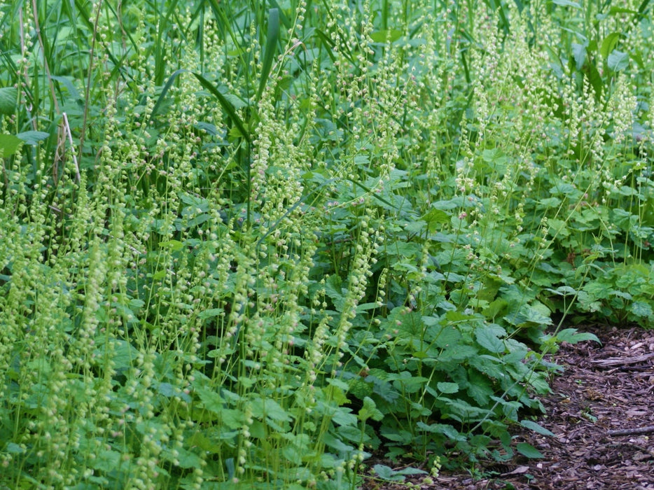 Fringecup Seeds (Tellima grandiflora) - Northwest Meadowscapes