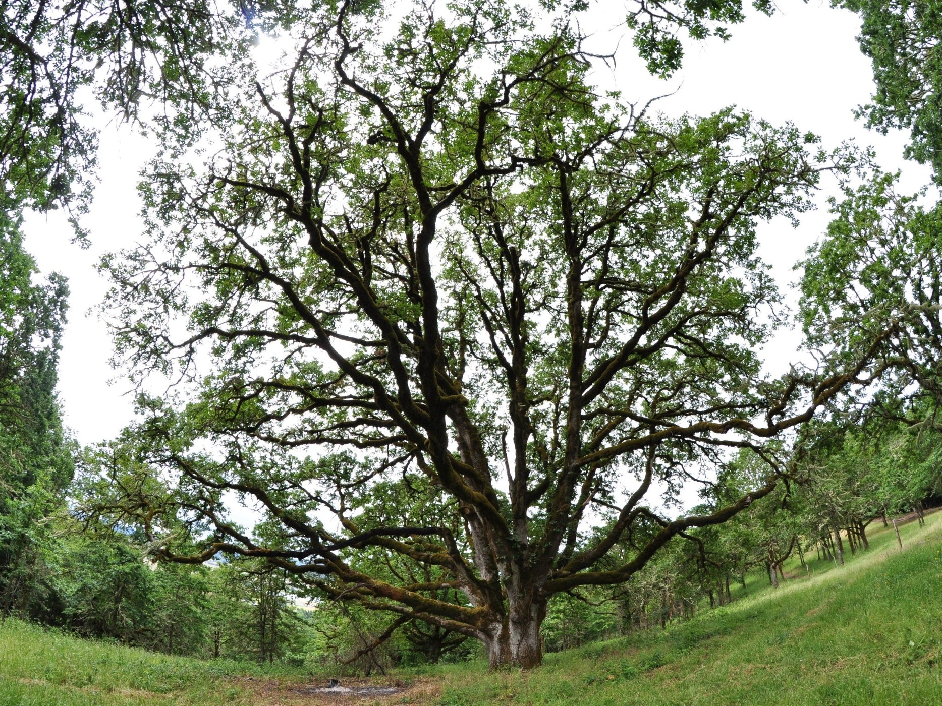 Garry Oak Acorns (Quercus garryana) — Northwest Meadowscapes