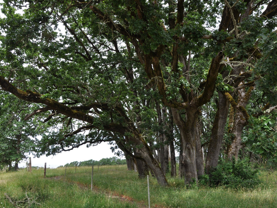 Garry Oak Acorns (Quercus garryana) - Northwest Meadowscapes