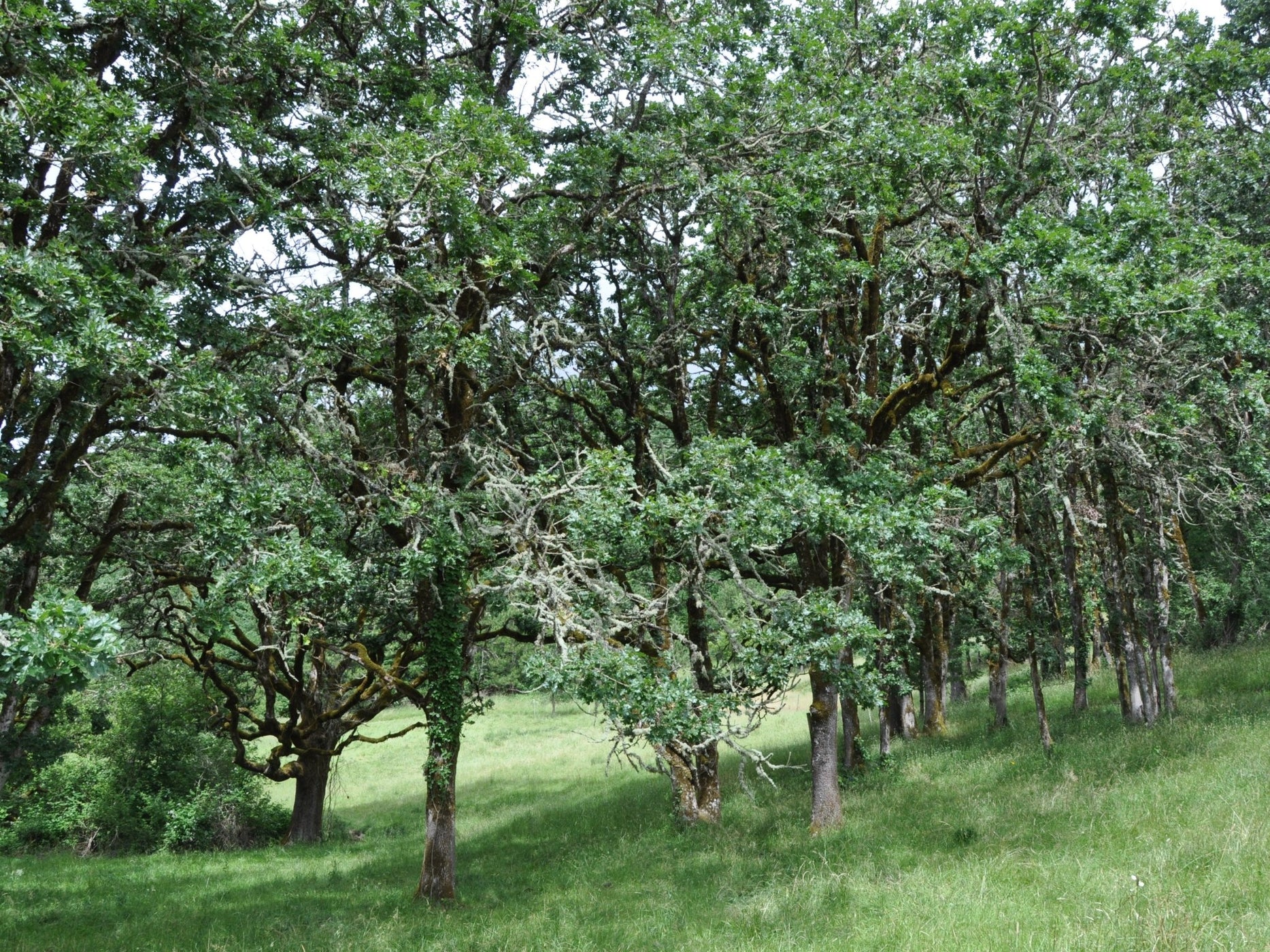 Garry Oak Acorns (Quercus garryana) — Northwest Meadowscapes