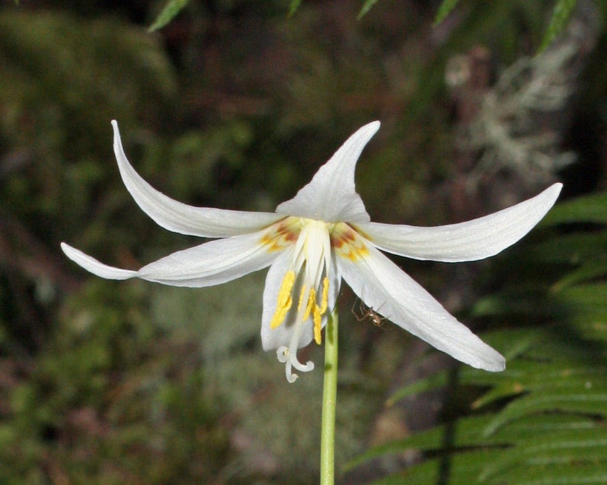white lily hallucinogen Giant White Fawn Lily Seeds (Erythronium oregonum)