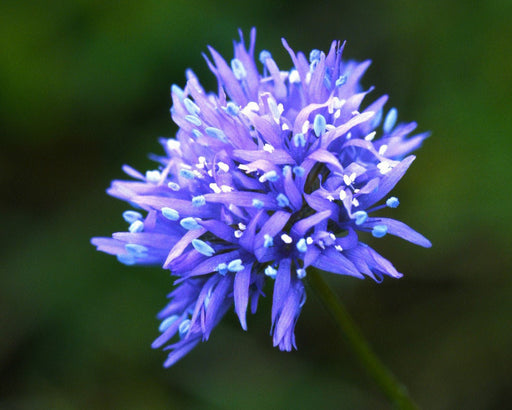 Globe Gilia Seeds (Gilia capitata) - Northwest Meadowscapes
