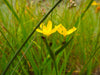Golden-Eyed Grass Seeds (Sisyrinchium californicum) - Northwest Meadowscapes