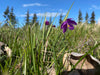 Grass Widows Seeds (Olsynium douglasii) - Northwest Meadowscapes