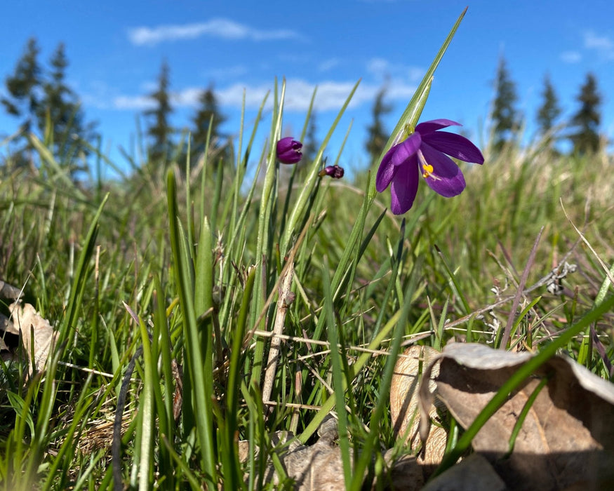Grass Widows Seeds (Olsynium douglasii) - Northwest Meadowscapes