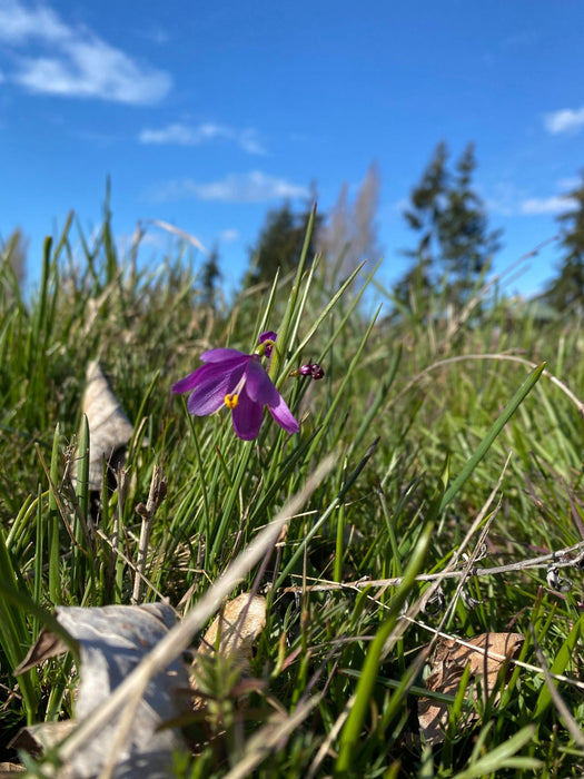 flower grass seed Grass Widows Seeds (Olsynium douglasii)
