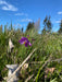 Grass Widows Seeds (Olsynium douglasii) - Northwest Meadowscapes