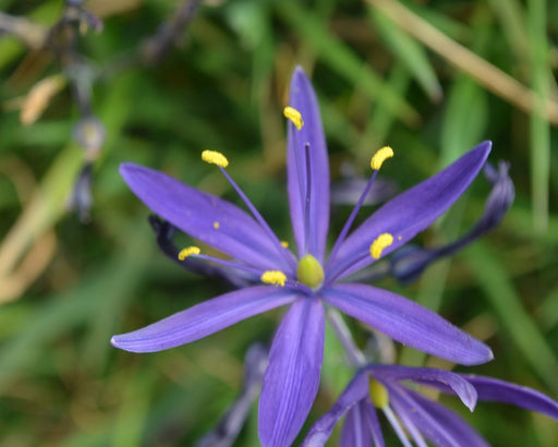 Great Camas Seeds (Camassia leichtlinii) - Northwest Meadowscapes