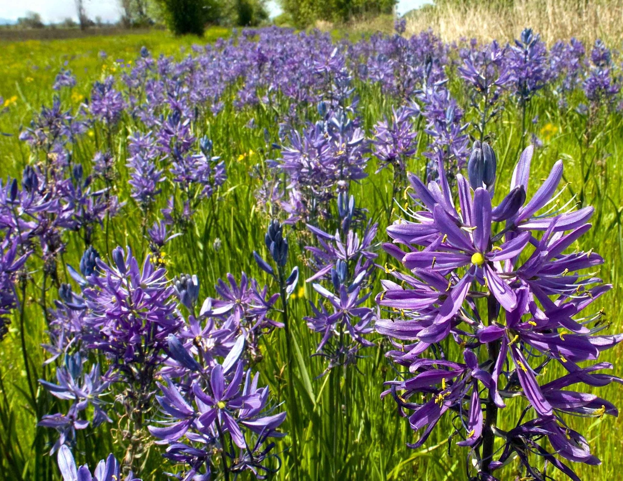 Great Camas Seeds (Camassia leichtlinii) — Northwest Meadowscapes