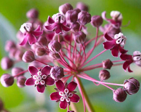 Heartleaf Milkweed Seed (Asclepias cordifolia) - Northwest Meadowscapes