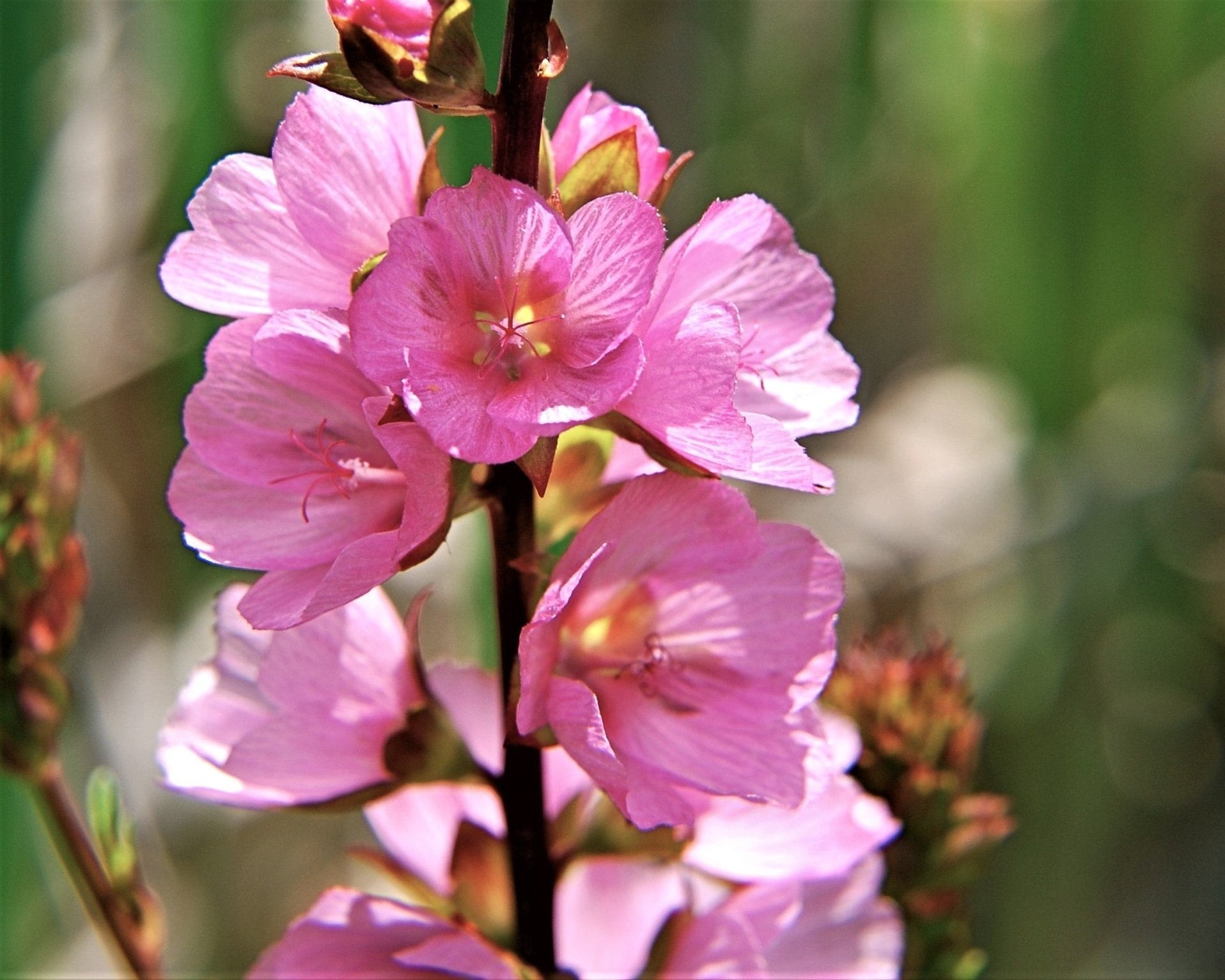 Henderson's Checker Bloom Meadow Checkermallow (Sidalcea Campestris ...