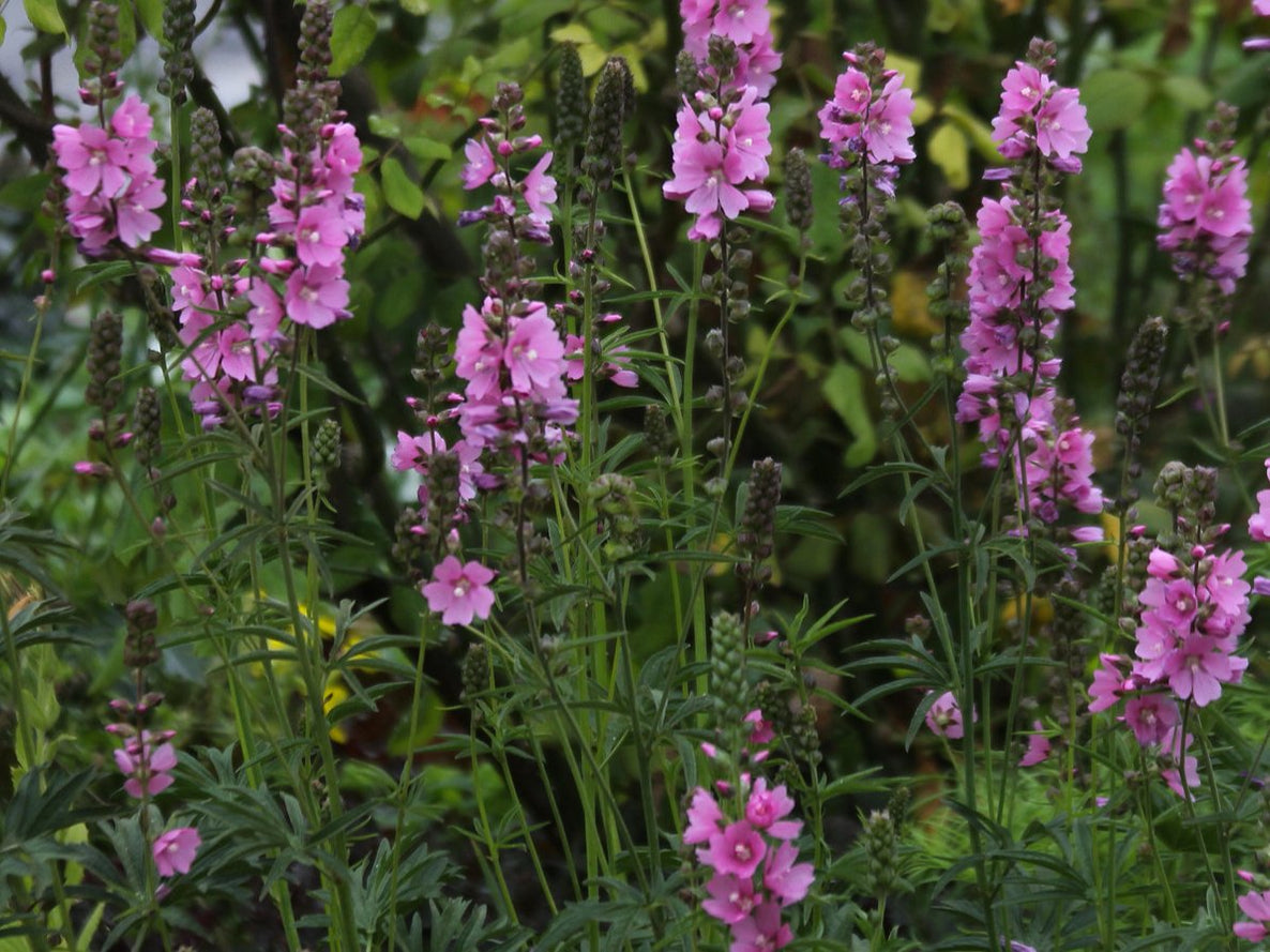 Henderson’s Checkermallow Seeds (Sidalcea hendersonii) — Northwest ...