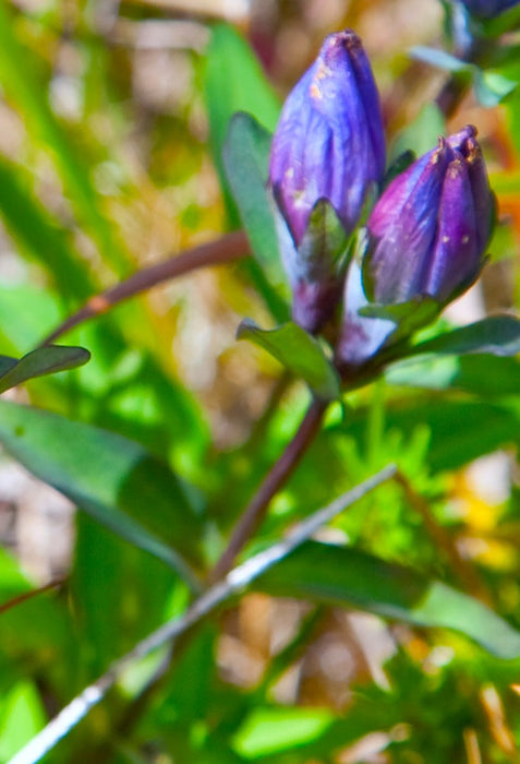 King Scepter Gentian Seeds (Gentiana sceptrum) - Northwest Meadowscapes