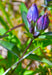 King Scepter Gentian Seeds (Gentiana sceptrum) - Northwest Meadowscapes