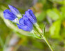 King Scepter Gentian Seeds (Gentiana sceptrum) - Northwest Meadowscapes
