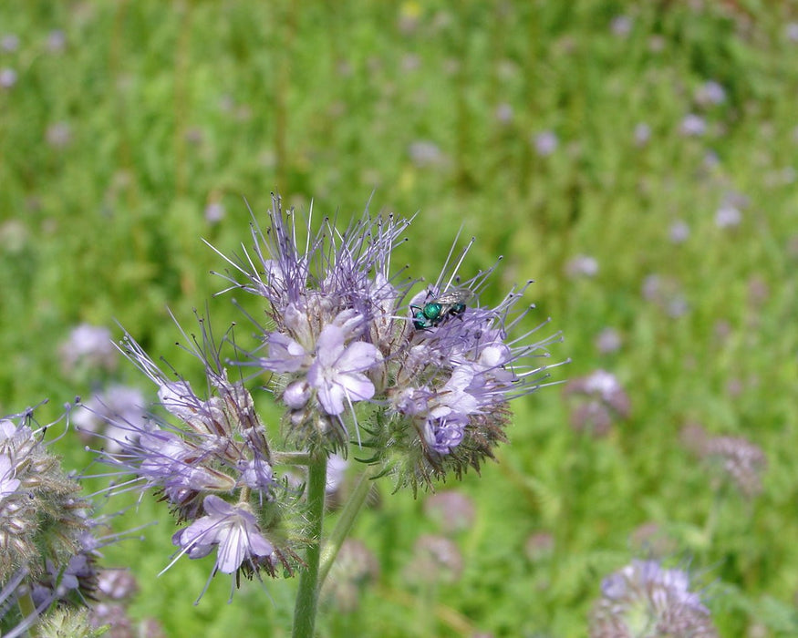 Lacy Phacelia Seeds (Phacelia tanacetifolia) - Large Pack - Northwest Meadowscapes