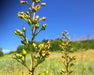 Lanceleaf Figwort (Scrophularia lanceolata) - Northwest Meadowscapes