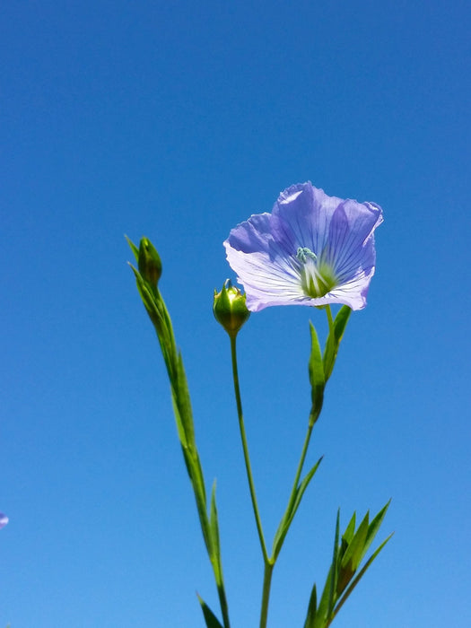 flax seed plant origin ‘Linore’ Flax Seeds (Fiber and Food)