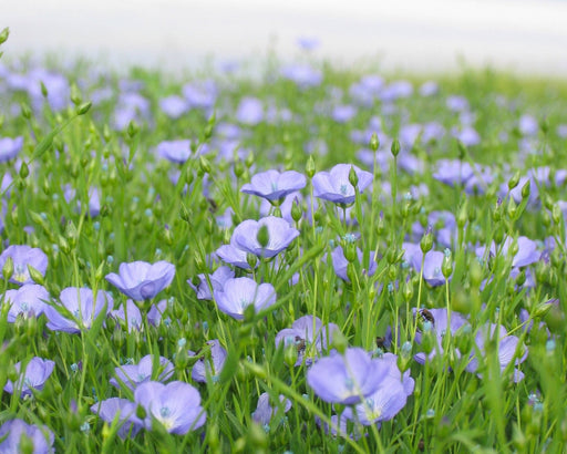 ‘Linore’ Flax Seeds (Fiber and Food) - Northwest Meadowscapes