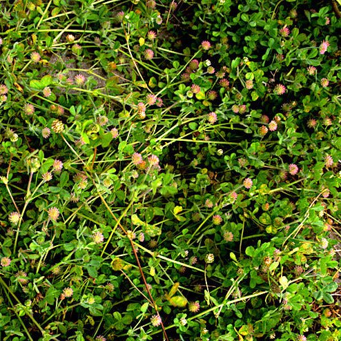 Maiden Clover Seeds (Trifolium microcephalum) - Northwest Meadowscapes