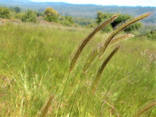 Meadow Barley Seeds (Hordeum brachyantherum) - Northwest Meadowscapes