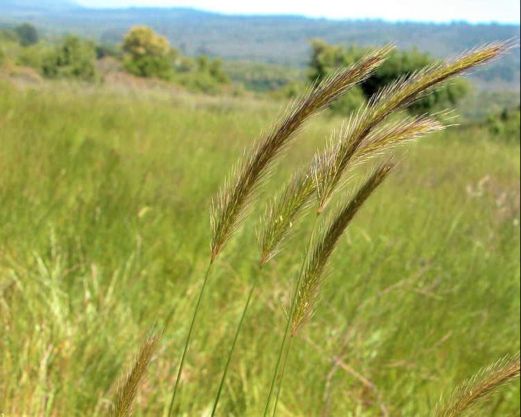 Meadow Barley Seeds (Hordeum brachyantherum) - Northwest Meadowscapes