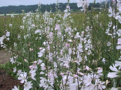 Meadow Checkermallow Seeds (Sidalcea campestris) — Northwest Meadowscapes